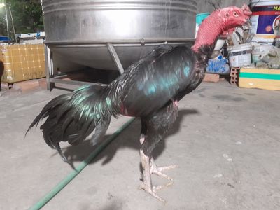 Gà đòn ô ướt 3kg3 2* đòn đánh hủy diệt. Mua bán Gà tại Quận Phú Nhuận Tp Hồ Chí Minh được đăng bởi An 