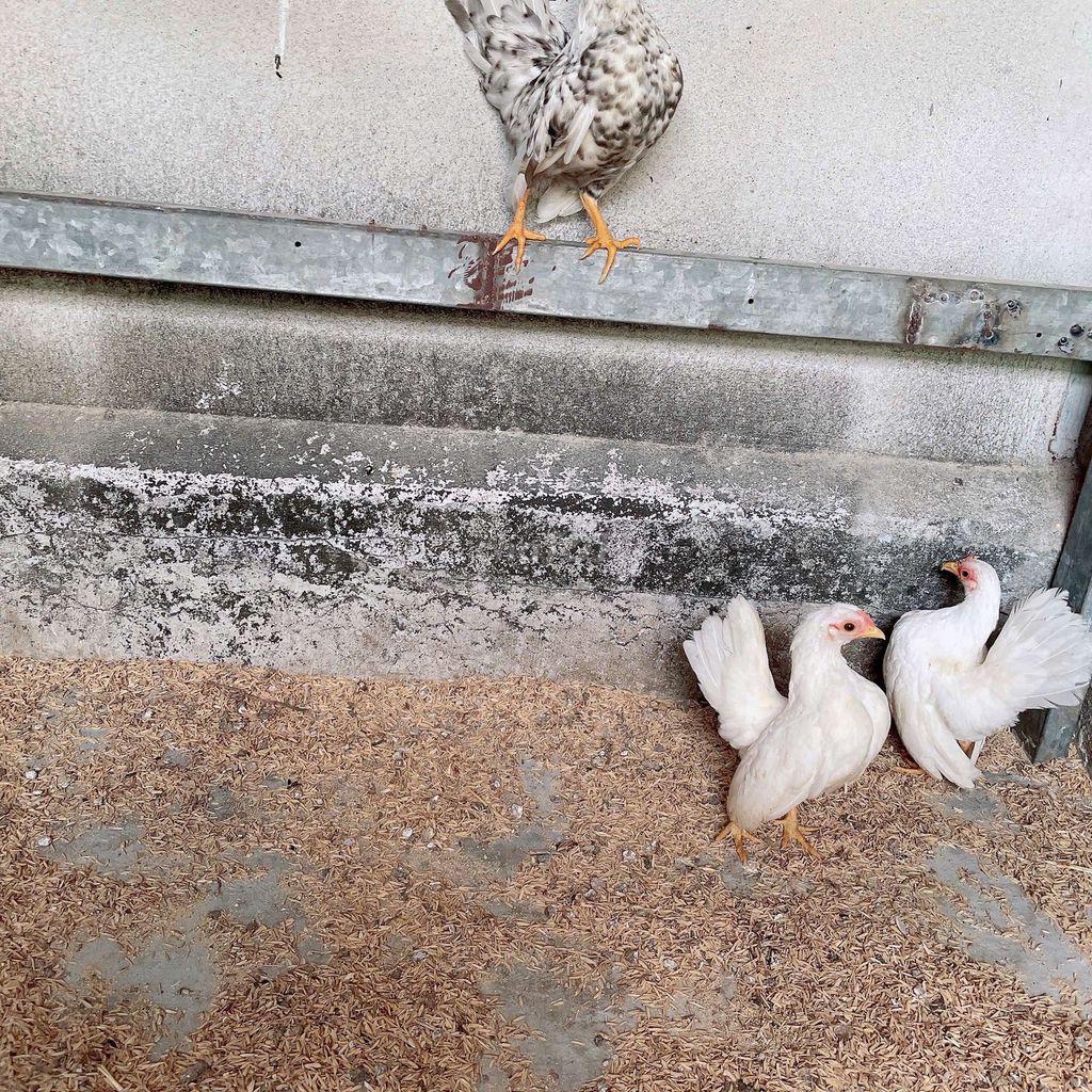 Q12 Thanh Lý 2 mái Nhạn . Mua bán Gà tại Quận 12 Tp Hồ Chí Minh được đăng bởi Nguyễn Tấn Luân hình 1