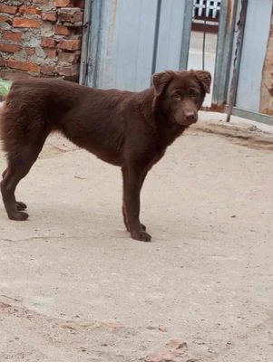 bán chó Mông cộc cái tơ đẹp xuất sắc.