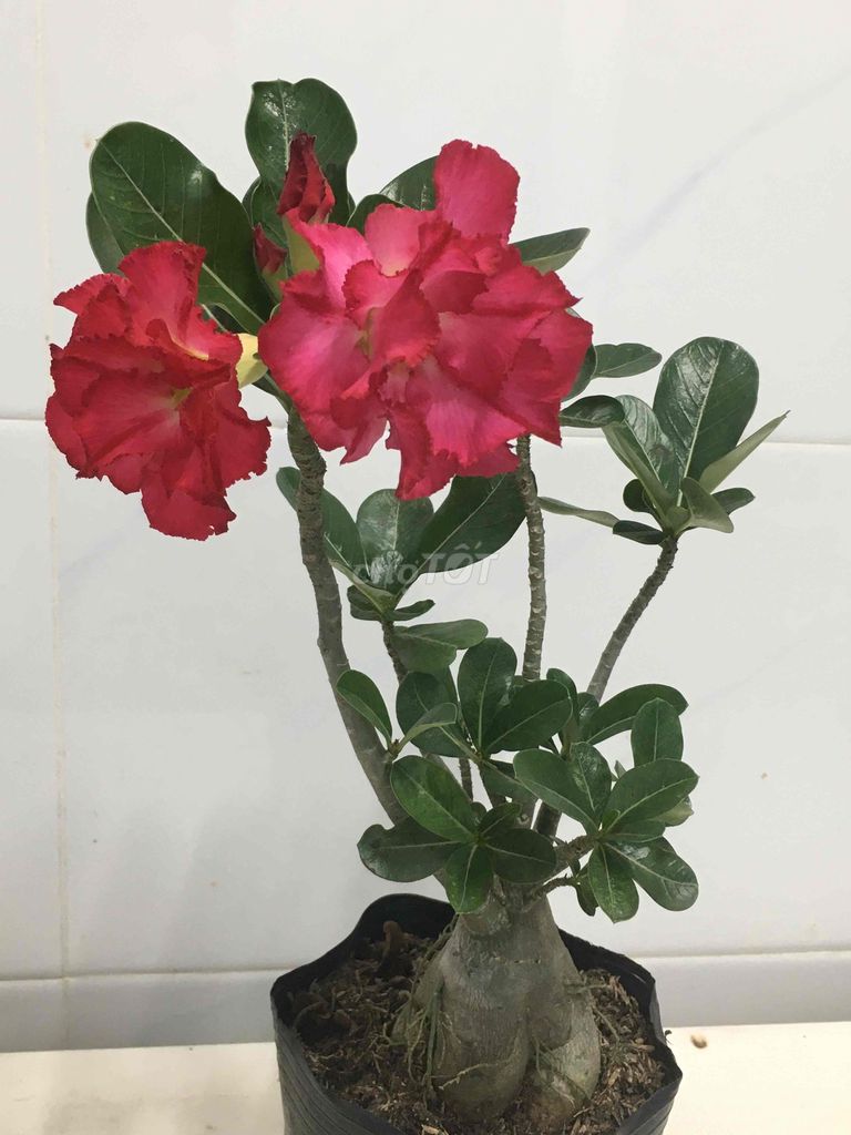 sứ haty. Mua bán Cây cảnh, đồ trang trí tại Quận 7 Tp Hồ Chí Minh được đăng bởi Nga Trần hình 1