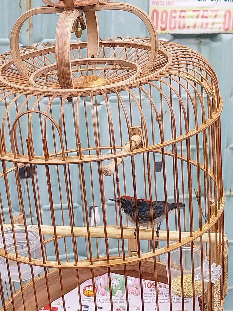 Óc mít chuyền beo. Mua bán Chim tại Quận 7 Tp Hồ Chí Minh được đăng bởi Tên Chưa Cung Cấp hình 1