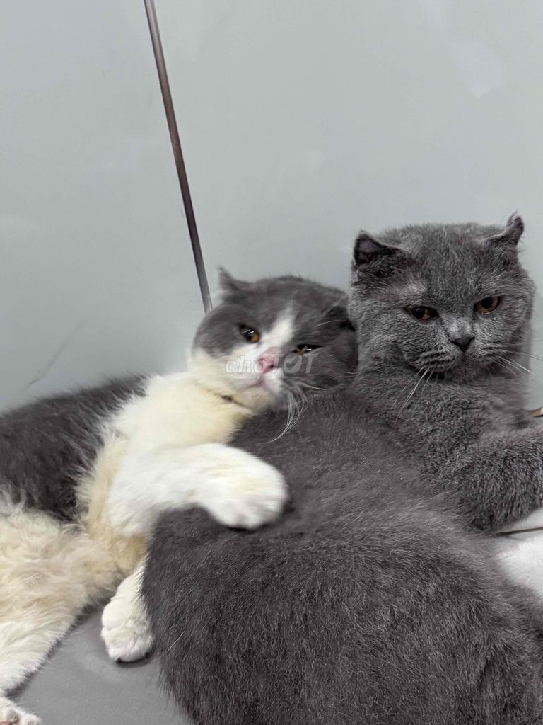 Mèo Scottish Fold Xám trắng Đực đã tiêm phòng. Mua bán Mèo tại Huyện Đức Trọng Lâm Đồng được đăng bởi Bảo Lâm hình 1