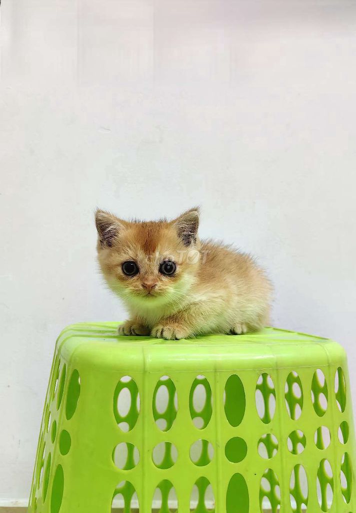 Mèo Golden 2 tháng tìm chậu mới. Mua bán Mèo tại Quận Bình Thạnh Tp Hồ Chí Minh được đăng bởi Lộc Nguyễn hình 2