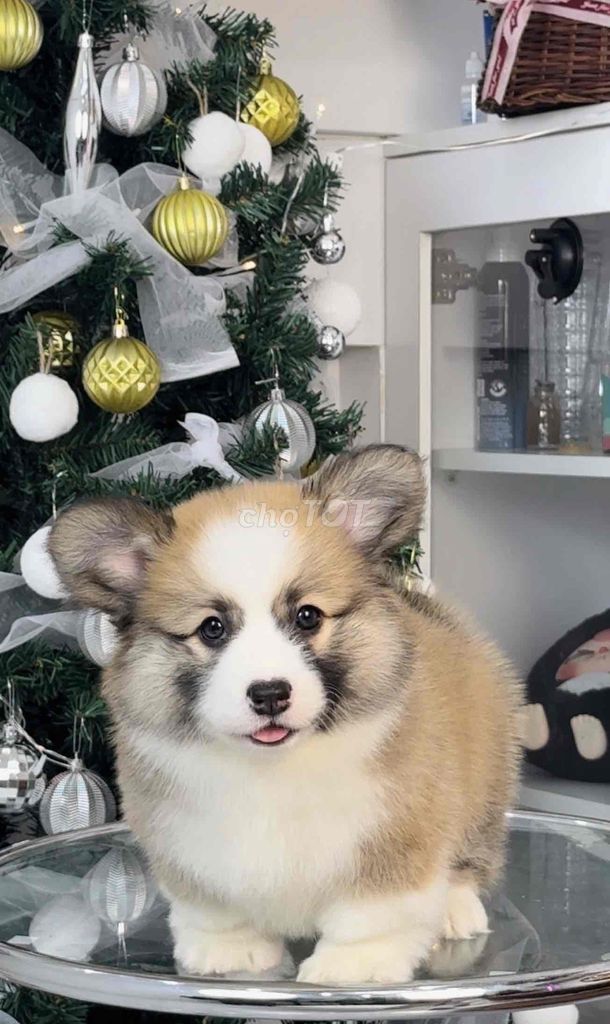 Corgi cái chất lượng cao thuần chủng