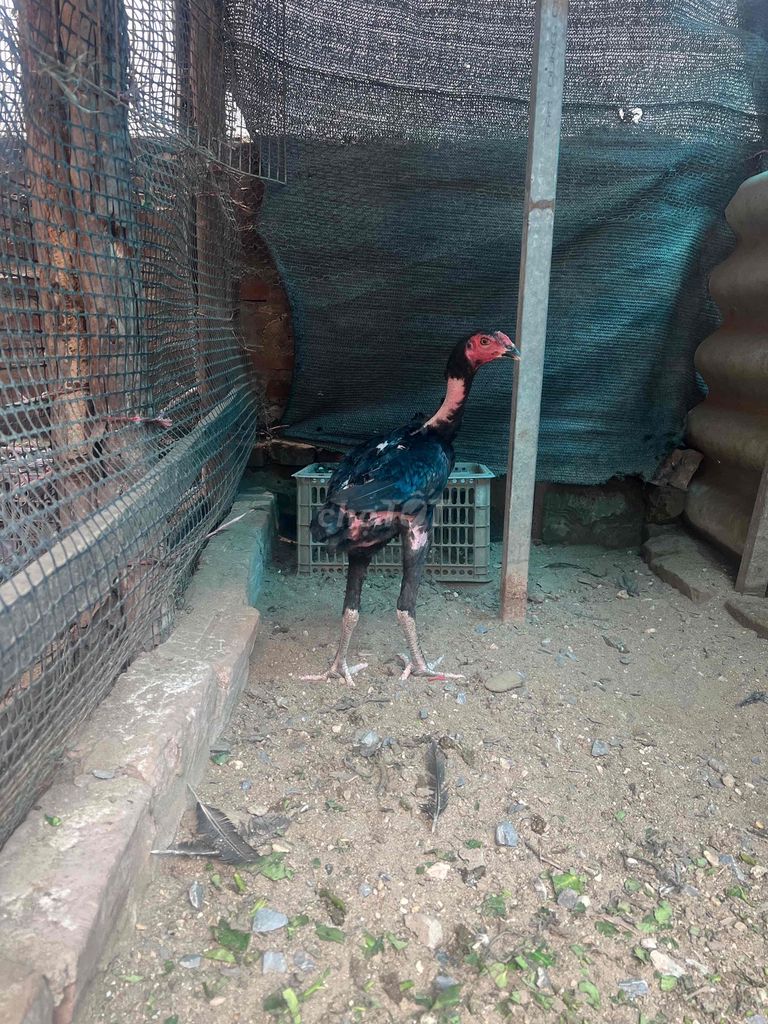 Gà tơ Đen đực. Mua bán Gà tại Huyện Đông Anh Hà Nội được đăng bởi Phùng Văn Tân hình 1