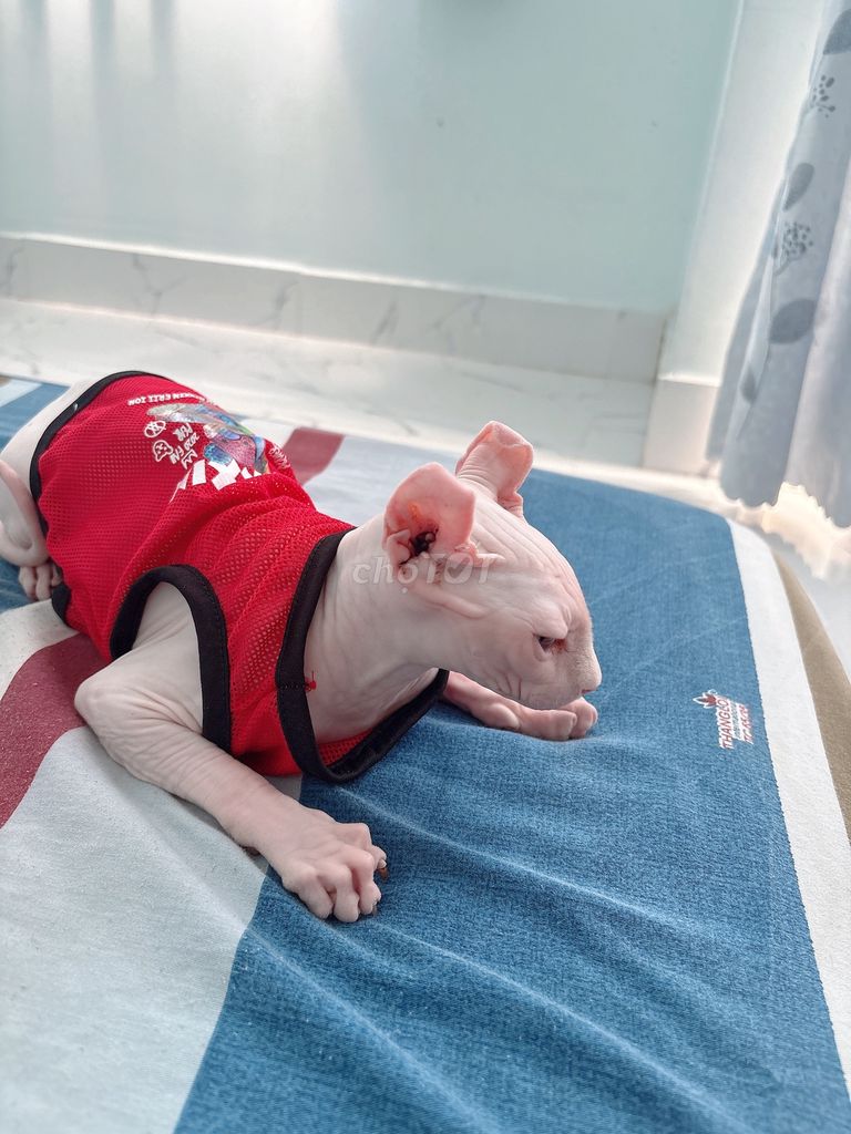 Bán mèo sphynx 2 màu mắt và tặng kèm chuồng