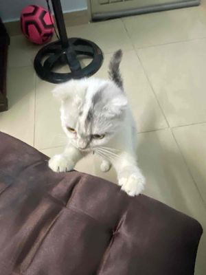 do em kg có thời gian chăm bé. Mua bán Mèo tại Quận 7 Tp Hồ Chí Minh được đăng bởi Trần Thanh Trọng