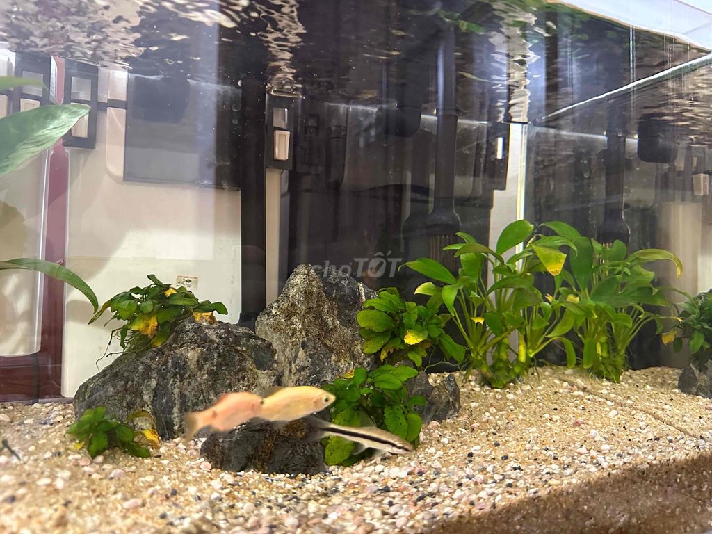 Bể cá cảnh Kính 60x40x30cm. Mua bán Phụ kiện, Thức ăn, Dịch vụ tại Quận Bắc Từ Liêm Hà Nội được đăng bởi Phong hình 1