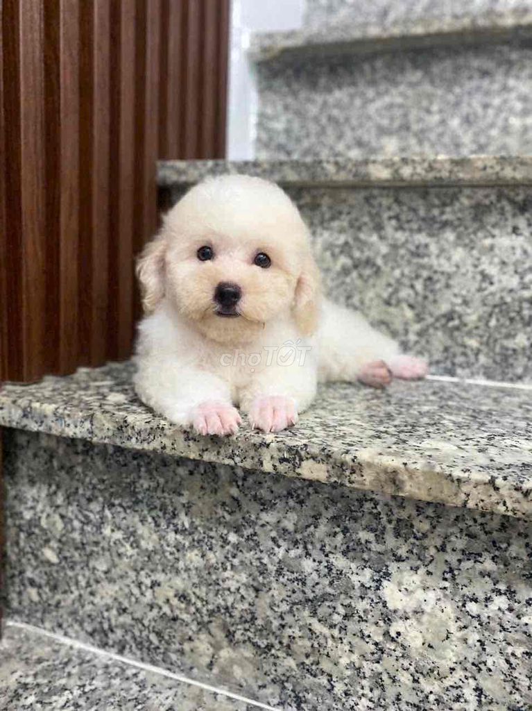 Poodle Tiny Toy - Nâu Kem Mơ đen. Mua bán Chó tại Quận Gò Vấp Tp Hồ Chí Minh được đăng bởi Poodle Sài Gòn hình 5