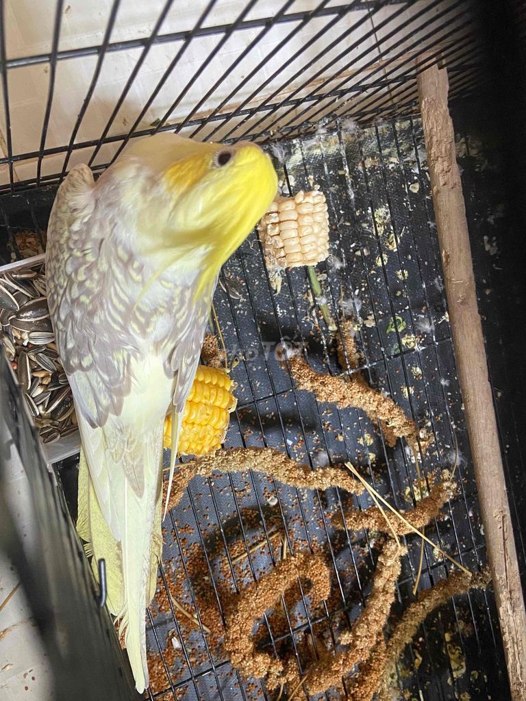 Chim cảnh cái khỏe mạnh. Mua bán Chim tại Quận Bình Tân Tp Hồ Chí Minh được đăng bởi Soa Duong hình 1