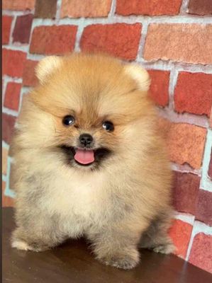 Chó Phốc Sóc 2 tháng đã tiêm