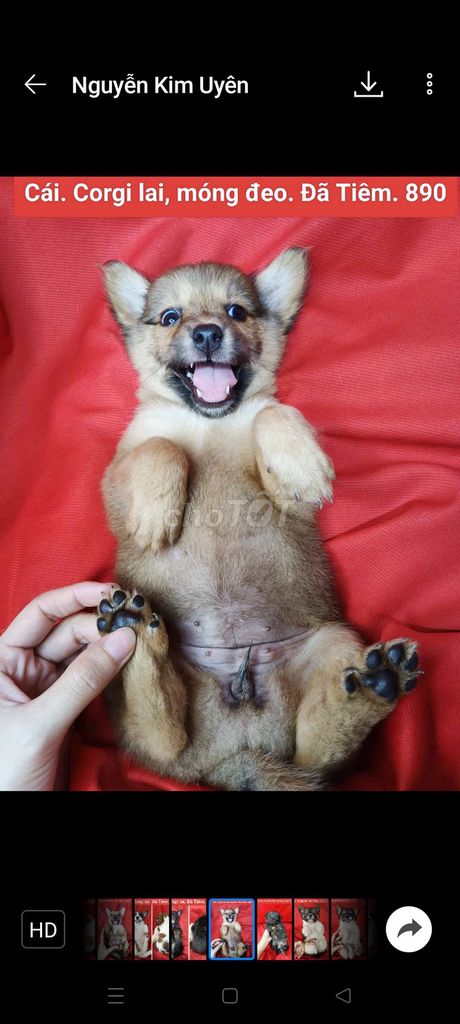 Lai chihuahua phú quốc corgi. Z@lo. Mua bán Chó tại Huyện Hóc Môn Tp Hồ Chí Minh được đăng bởi fb NH Táo bán điện thoại và chó mèo có ship hình 5
