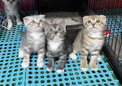 Mèo anh lông ngắn tabby tai cụp