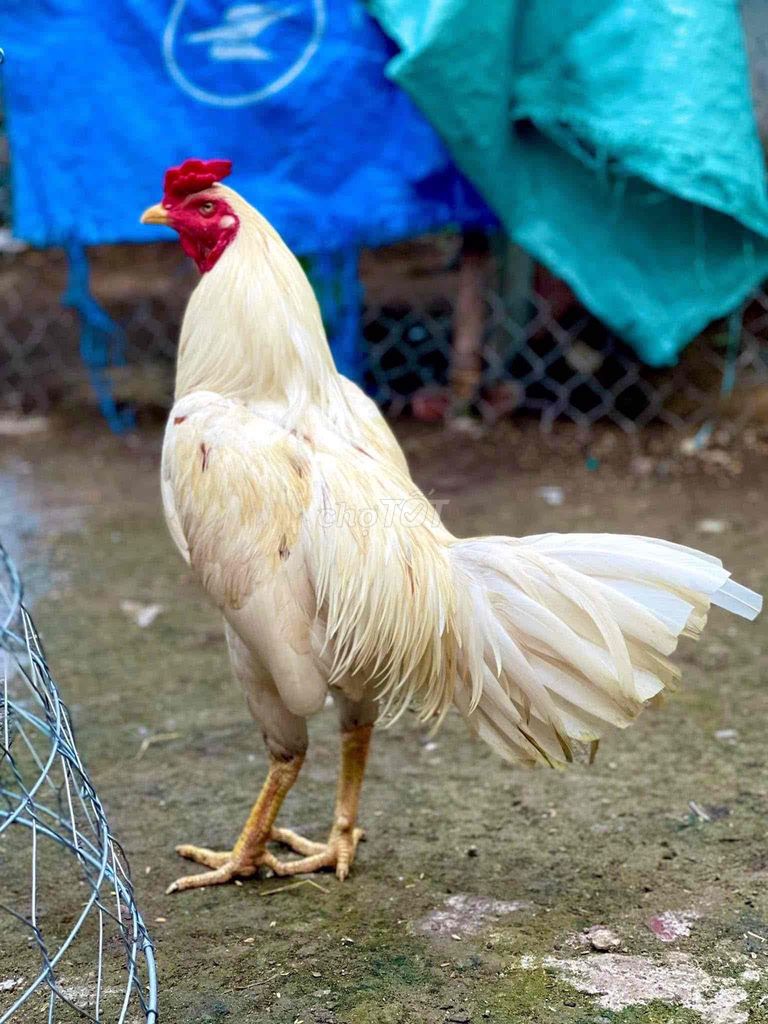 CÀN TÌM CHUỒNG 80V CŨ. Mua bán Phụ kiện, Thức ăn, Dịch vụ tại Quận Ô Môn Cần Thơ được đăng bởi Nguyễn Xuân Triết hình 1