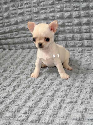 Chó Chihuahua trắng
