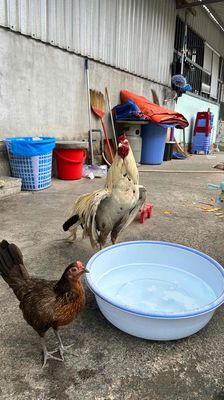 gà nòi 2,6kg. Mua bán Gà tại Thành phố Thủ Đức Tp Hồ Chí Minh được đăng bởi anh tam