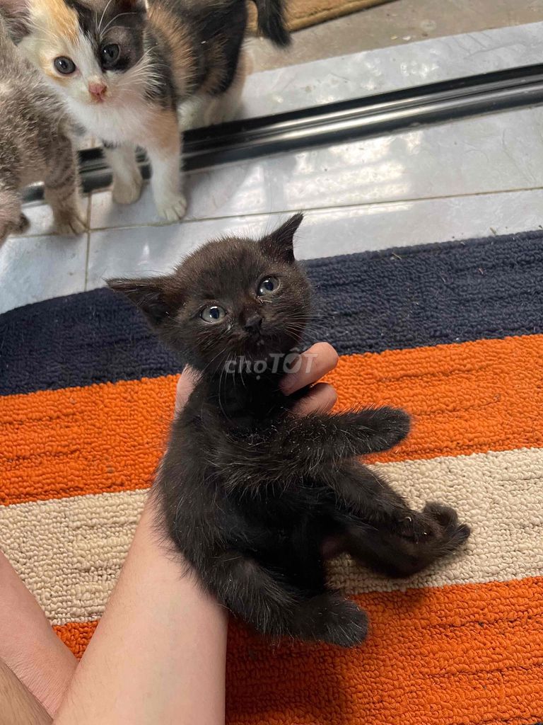 Mèo Anh lông ngắn con. Mua bán Mèo tại Quận 8 Tp Hồ Chí Minh được đăng bởi minh thư hình 1