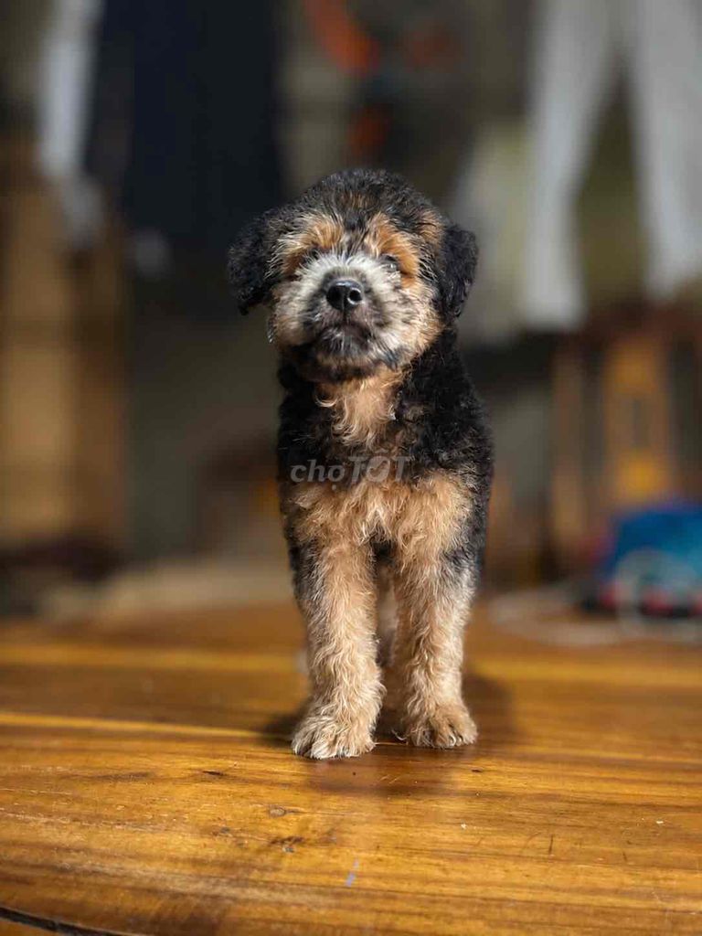 Chó Poodle Đen, Trằn. Mua bán Chó tại Huyện Thống Nhất Đồng Nai được đăng bởi Châu Định Hoàng hình 1