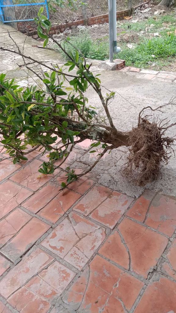 Mai vàng Hoành 38. Mua bán Cây cảnh, đồ trang trí tại Huyện Mang Thít Vĩnh Long được đăng bởi gà cỏ  hình 1