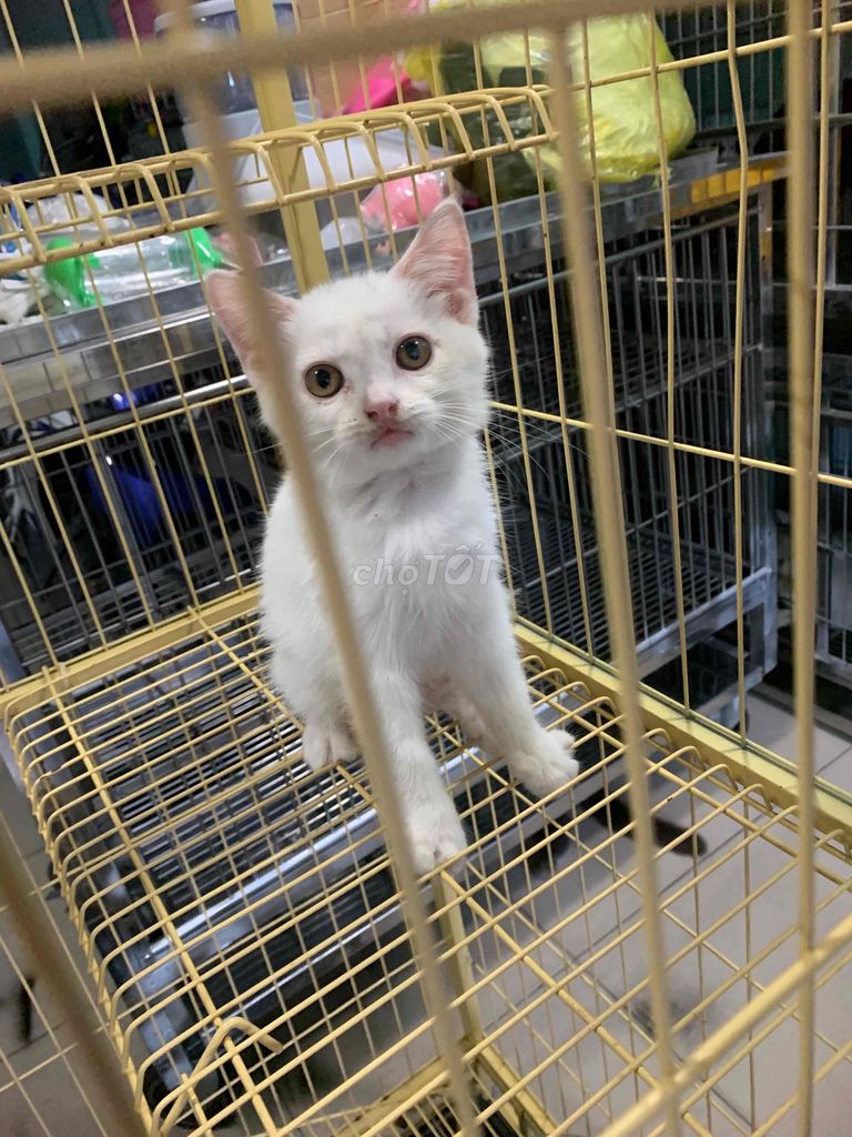 Mèo Anh ❤️thuần chủng💙đủ màu💛bán nữa giá. Mua bán Mèo tại Quận 8 Tp Hồ Chí Minh được đăng bởi Cửa Hàng Thanh Lý Đồ Cũ Mới hình 3
