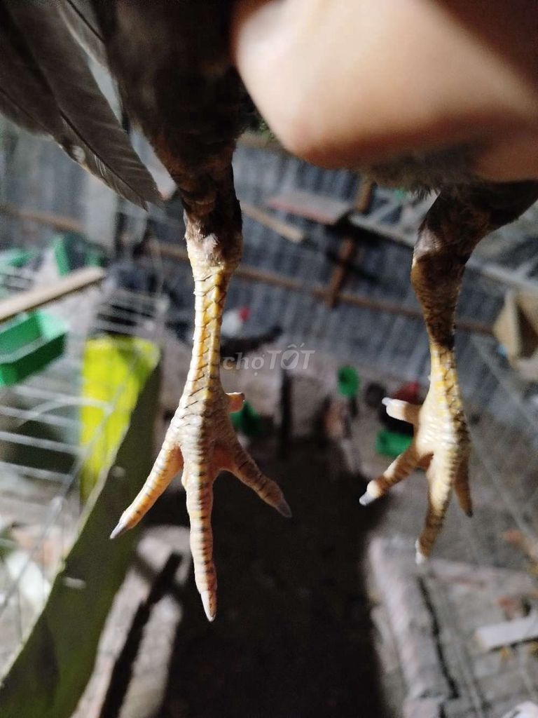 7 mái tre siu mỹ. Mua bán Gà tại Huyện Chợ Mới An Giang được đăng bởi tre asil mỹ mini hình 3