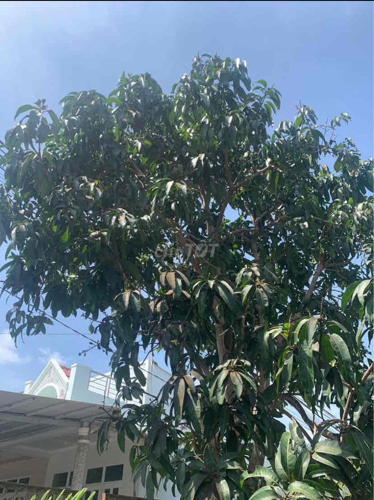 Xoài hơn 8 năm. Mua bán Cây cảnh, đồ trang trí tại Thành phố Sóc Trăng Sóc Trăng được đăng bởi Phương Đông hình 1