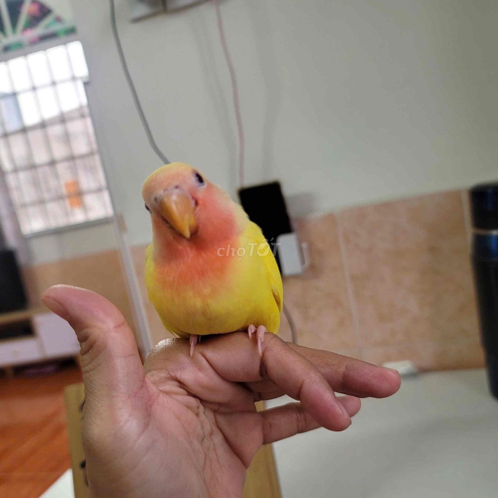vẹt lovebird đầu đỏ mắt ruby. Mua bán Chim tại Quận Bình Tân Tp Hồ Chí Minh được đăng bởi Linh hình 1