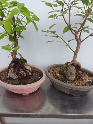 2 cây Sung bonsai ký đá đế rễ cực đẹp. Mua bán Cây cảnh, đồ trang trí tại Quận Tân Bình Tp Hồ Chí Minh được đăng bởi Bonsai và Chậu xưa