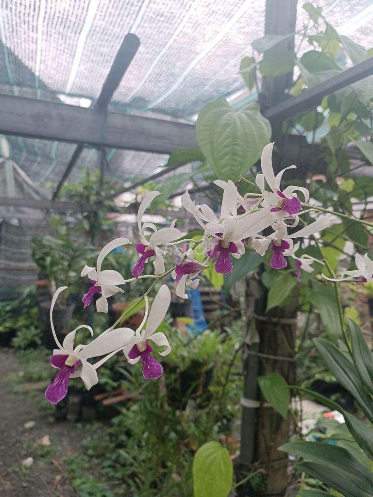 Cây cảnh Dendro nắng Bà Liễu Sưa. Mua bán Cây cảnh, đồ trang trí tại Thành phố Dĩ An Bình Dương được đăng bởi Vinh Pham hình 1