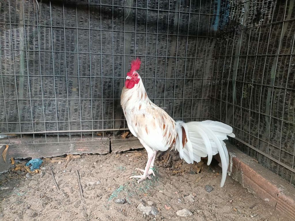 Gà Cuban rặc đực 6 tháng. Mua bán Gà tại Thành phố Biên Hòa Đồng Nai được đăng bởi Thành kim  hình 1