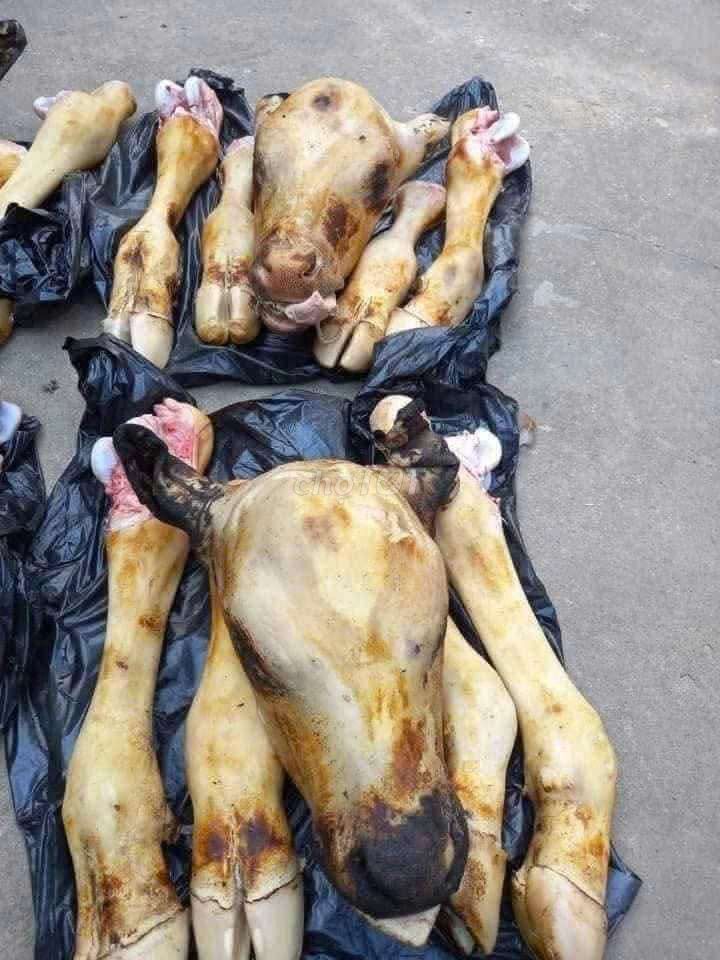Đầu và chân bê tươi 5-8kg. Mua bán Đồ ăn, thực phẩm và các loại khác tại Huyện Vĩnh Bảo Hải Phòng được đăng bởi Nga Thuy hình 1