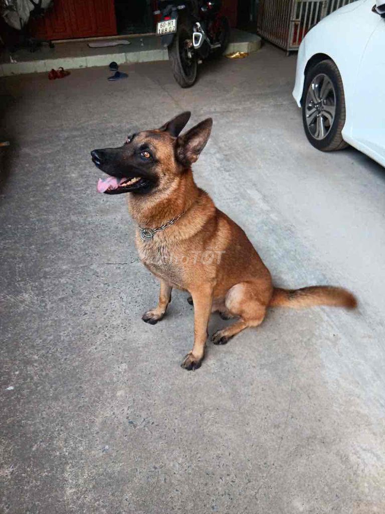 Chó Malinois đực 20 tháng. Mua bán Chó tại Quận Thốt Nốt Cần Thơ được đăng bởi Trại Chó Rottweiler Trị An hình 1