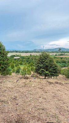 Cho thuê vườn cây ăn trái 500 gốc tại Tân Phú
