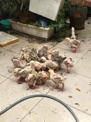 🚨🔥Gà lai Đông Tảo 3 tháng ở Đống đa. Mua bán Gà tại Quận Đống Đa Hà Nội được đăng bởi Hoàn