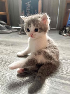 tìm chậu cát cho bé mèo aln