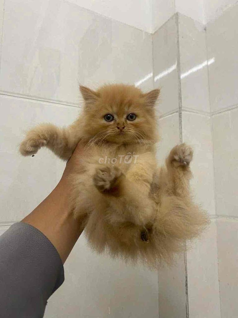 Mèo ALN Vàng. Mua bán Mèo tại Quận Cẩm Lệ Đà Nẵng được đăng bởi Thành hình 1