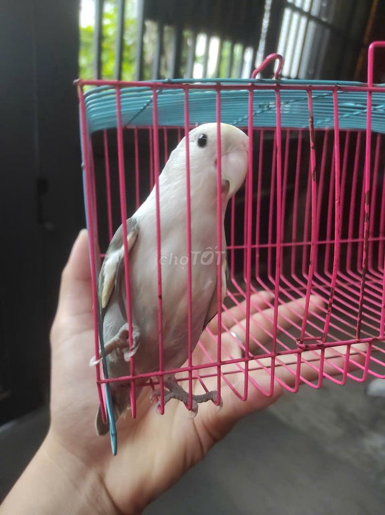 Lovebird pied xám trắng. Mua bán Chim tại Quận 7 Tp Hồ Chí Minh được đăng bởi Hy Le hình 1