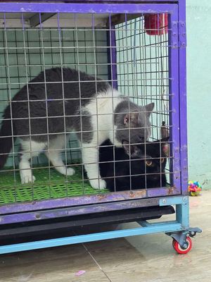 Bé đang có bầu. Với bicolor. Tìm chủ yêu thương em. Mua bán Mèo tại Quận 12 Tp Hồ Chí Minh được đăng bởi vạn sự tùy duyên 