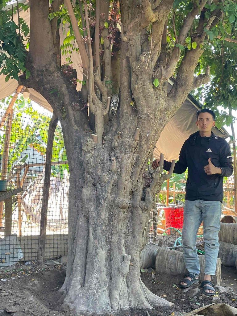 Cây cảnh Khế chua Khung anh Đã lên chậu. Mua bán Cây cảnh, đồ trang trí tại Thành phố Tuy Hòa Phú Yên được đăng bởi Phan tấn đạt  hình 1