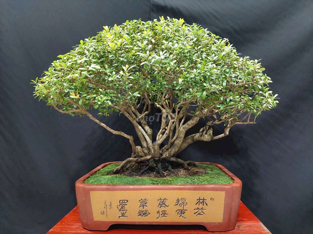 Cây hải châu thiên nhiên cao 48cm