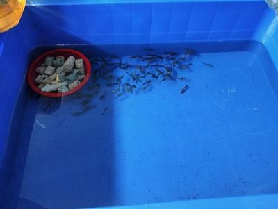 Rồng đỏ tuyển.. Mua bán Thú cưng khác tại Quận Ninh Kiều Cần Thơ được đăng bởi NTP228