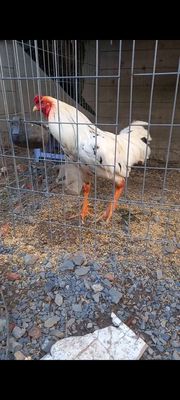 Bán gà 3k như hình. Mua bán Gà tại Huyện Củ Chi Tp Hồ Chí Minh được đăng bởi van thang