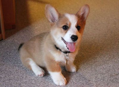 Corgi cái 4 tháng như con heo. Mua bán Chó tại Huyện Bình Chánh Tp Hồ Chí Minh được đăng bởi chào mào 