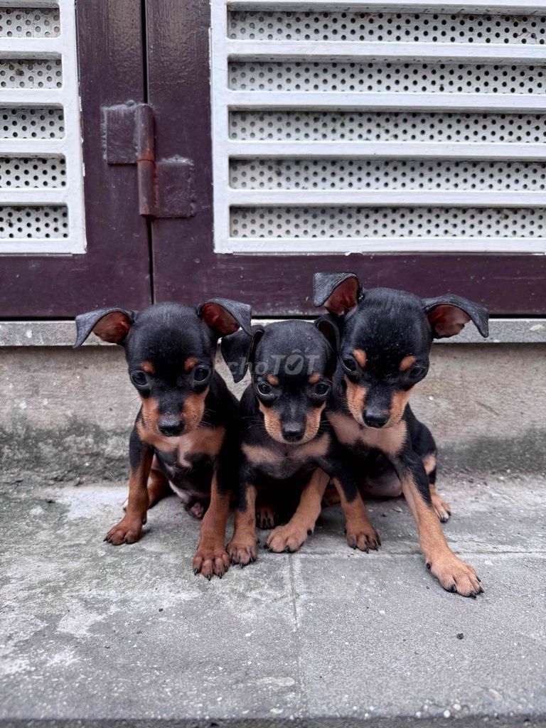 Chó Phốc Đen vàng đã tiêm đầy đủ. Mua bán Chó tại Quận Hoàng Mai Hà Nội được đăng bởi Linh Nguyễn hình 1