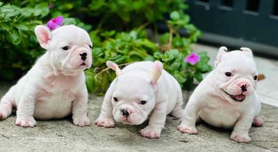 BẦY BULL PHÁP FRENCHBULLDOG THUẦN CHỦNG 2 THÁNG