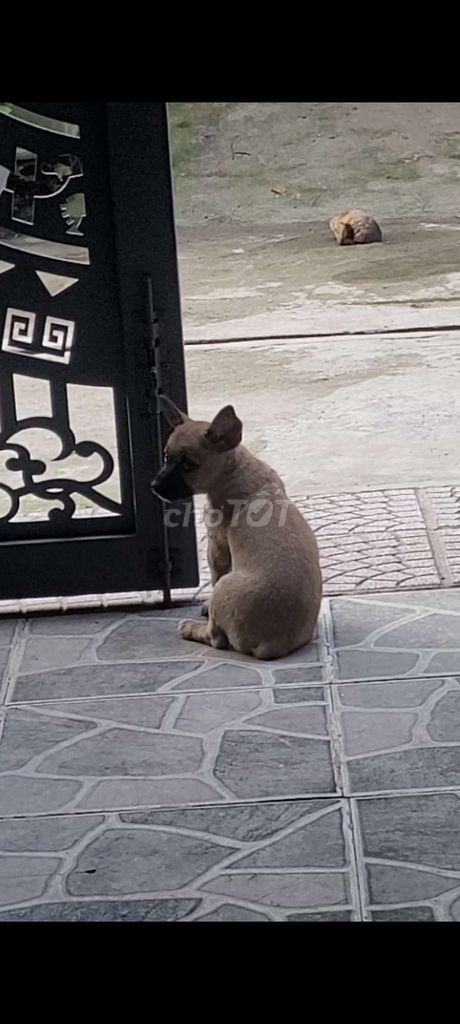 Cho cai ai co cho to hon giao luy cung đuoc. Mua bán Chó tại Thành phố Thuận An Bình Dương được đăng bởi Nguyễn mạnh hình 2