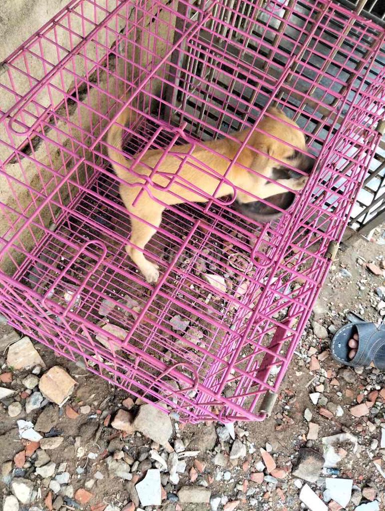 phú quốc lai. Mua bán Chó tại Quận 12 Tp Hồ Chí Minh được đăng bởi Nguyengiang hình 1