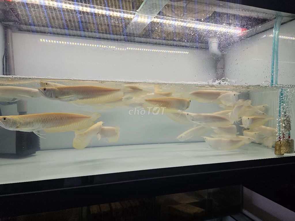 Ngân long abino 22_24cm. Mua bán Thú cưng khác tại Quận 6 Tp Hồ Chí Minh được đăng bởi Cá Đẹp OceanChill hình 2