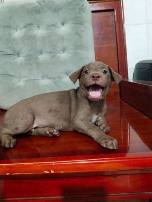 Bé trai labrador mắt xanh ngọc mũi socola
