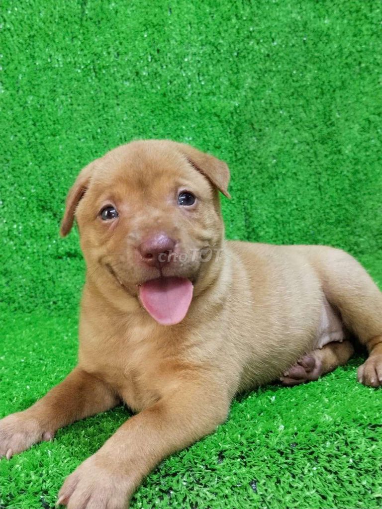 bé Labrador f1 thân thiện mắt xanh Ngọc. Mua bán Chó tại Quận 6 Tp Hồ Chí Minh được đăng bởi Tiger  hình 1